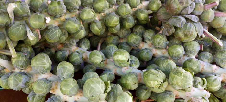 Brussels Sprouts PCFMA